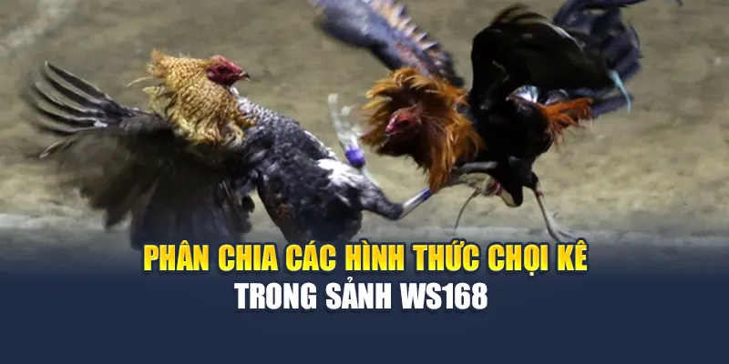 Phân chia các hình thức chọi kê trong sảnh đá gà WS168